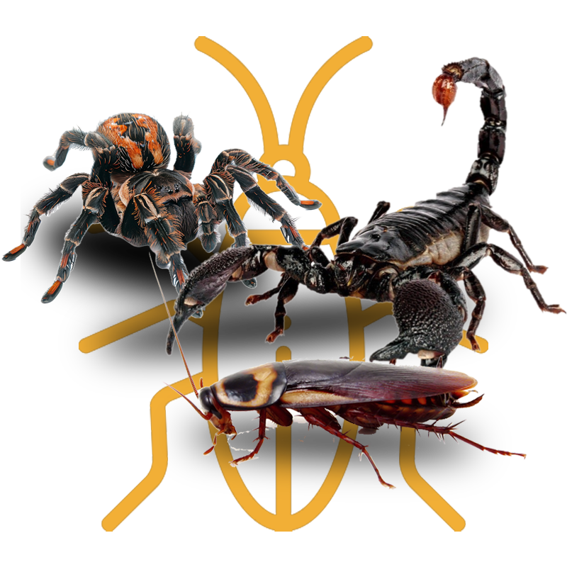 Insectos rastreros: arañas, alacranes y cucarachas