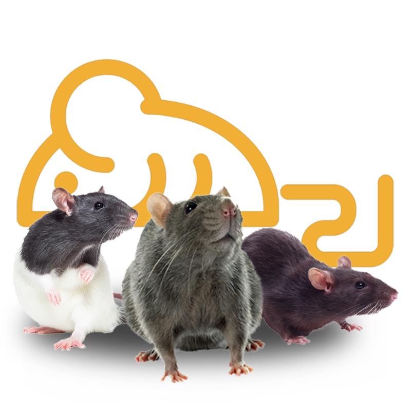 Control de roedores: ratas y ratones