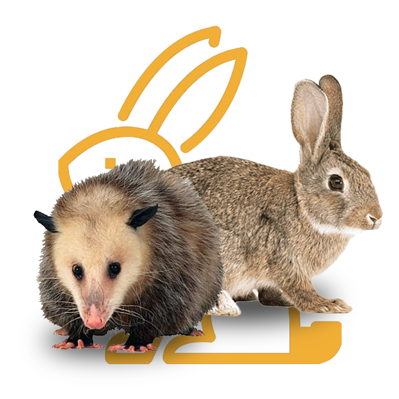 Reubicación de fauna silvestre: tlacuache y conejo