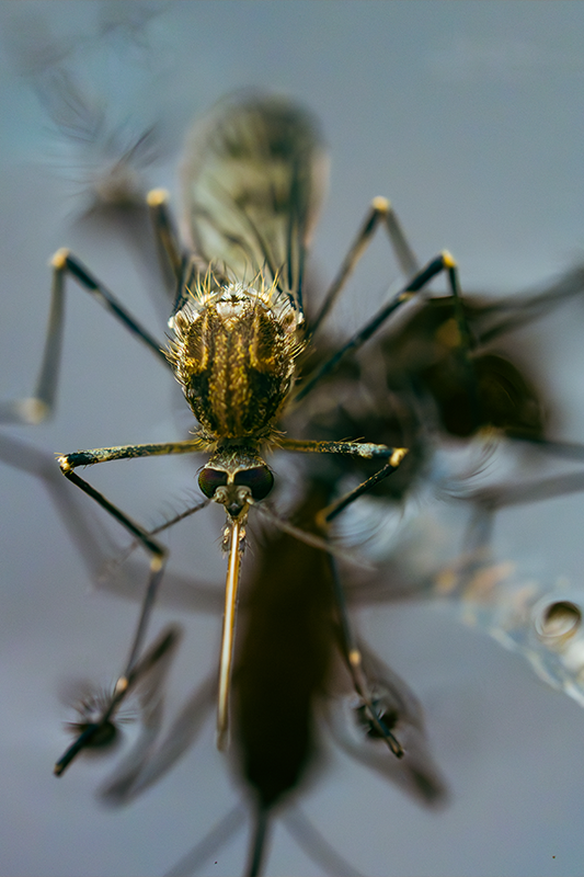 Mosquito
