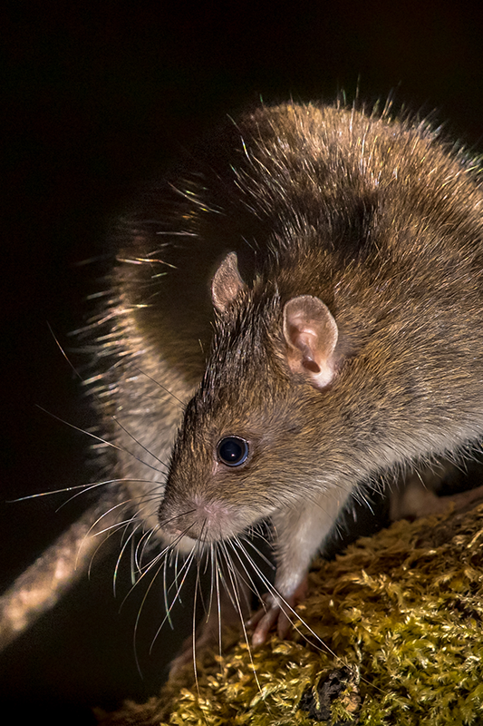 Rata