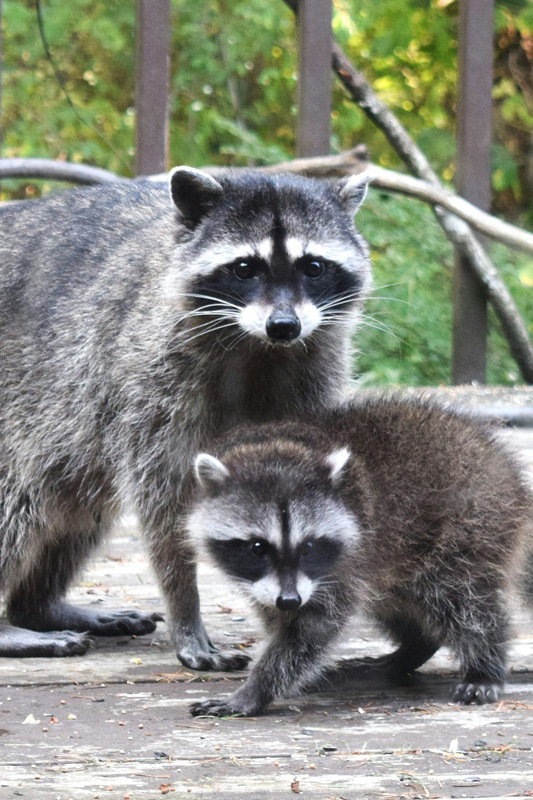 Mapaches - reubicación de fauna silvestre en Monterrey