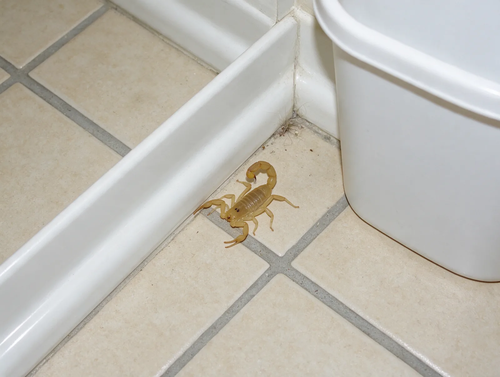 Alacrán junto al zoclo de un baño