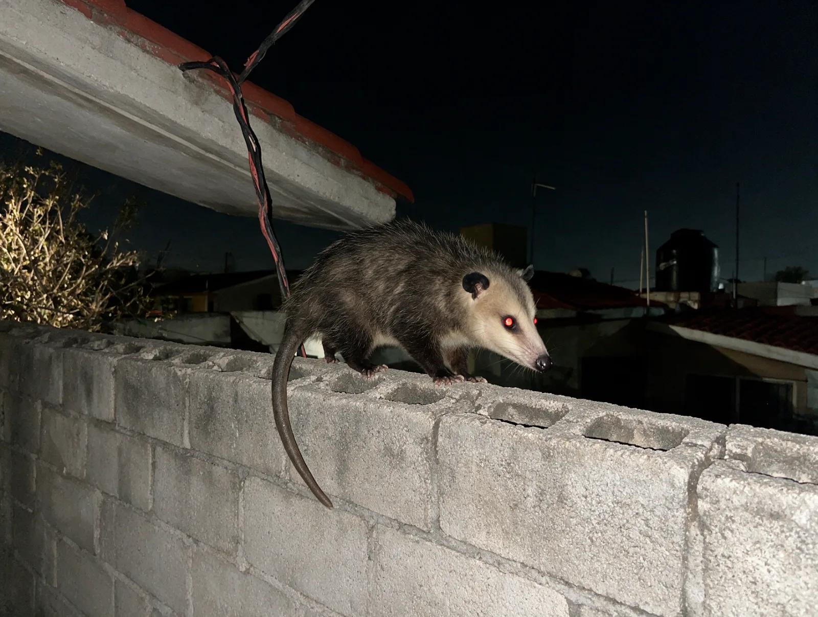 Tlacuache sobre la barda de una casa de noche